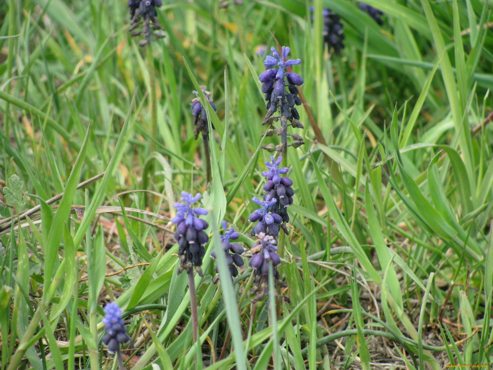 цветы, гиацинты