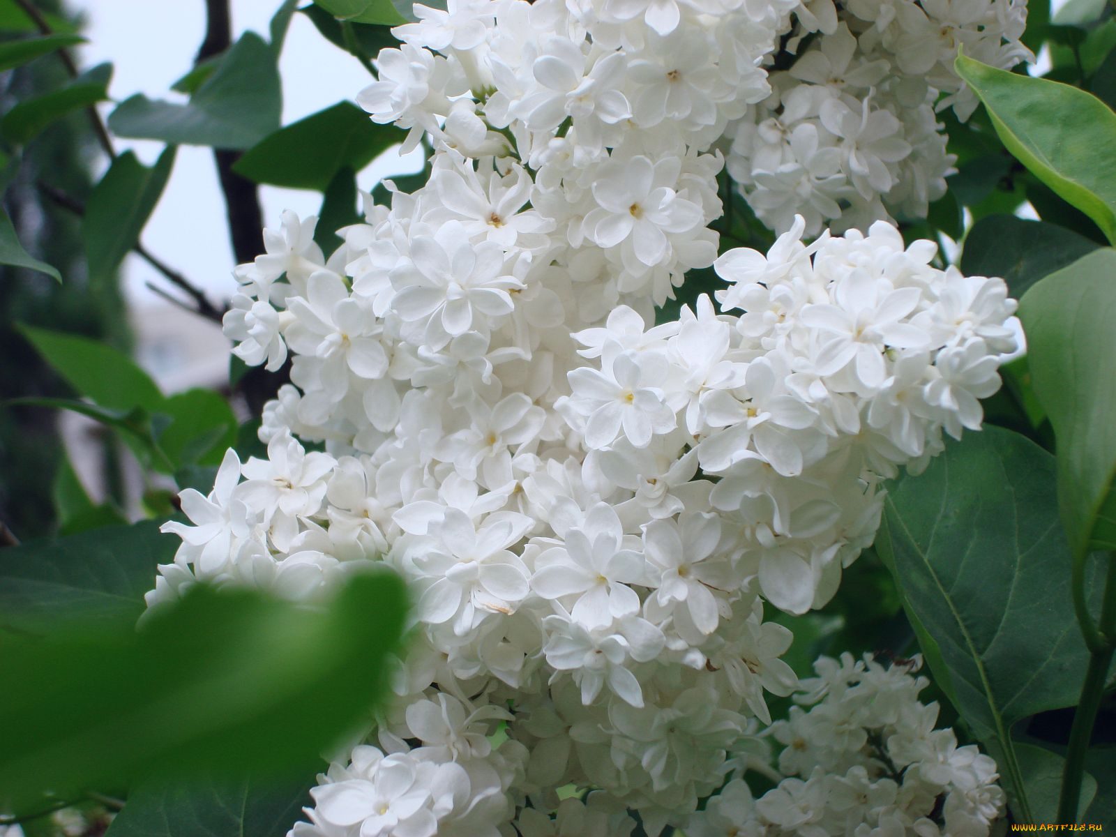 цветы, сирень