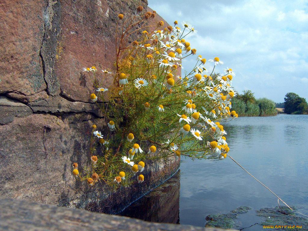 цветы, ромашки