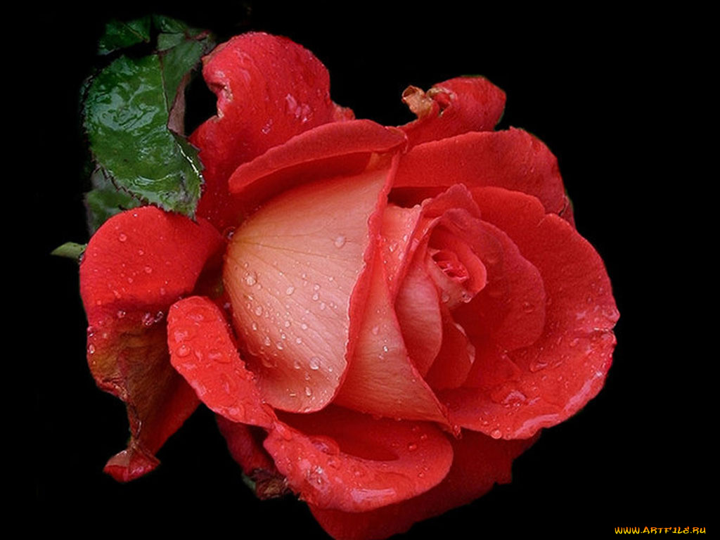 цветы, розы