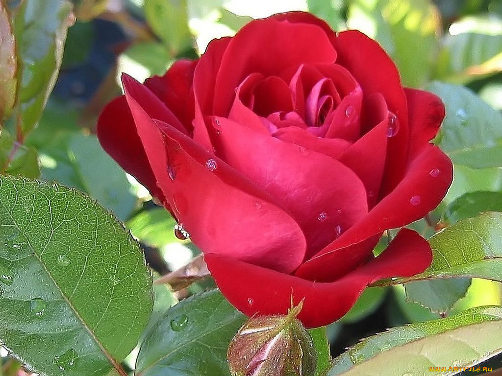 цветы, розы