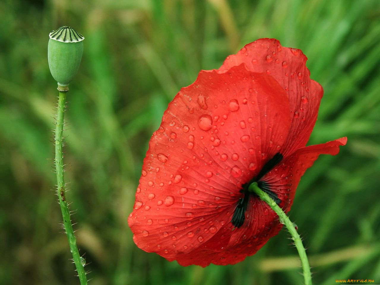 цветы, маки