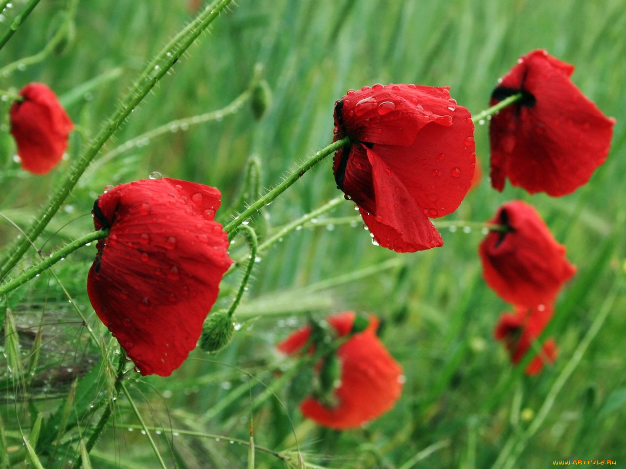 цветы, маки