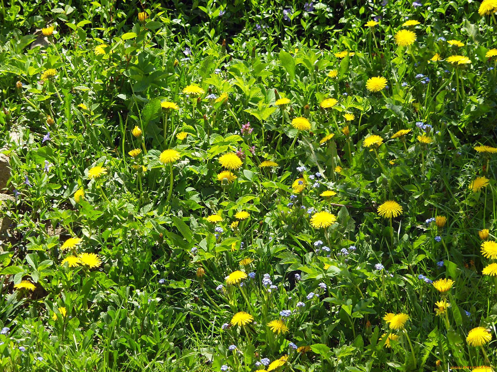 цветы, одуванчики