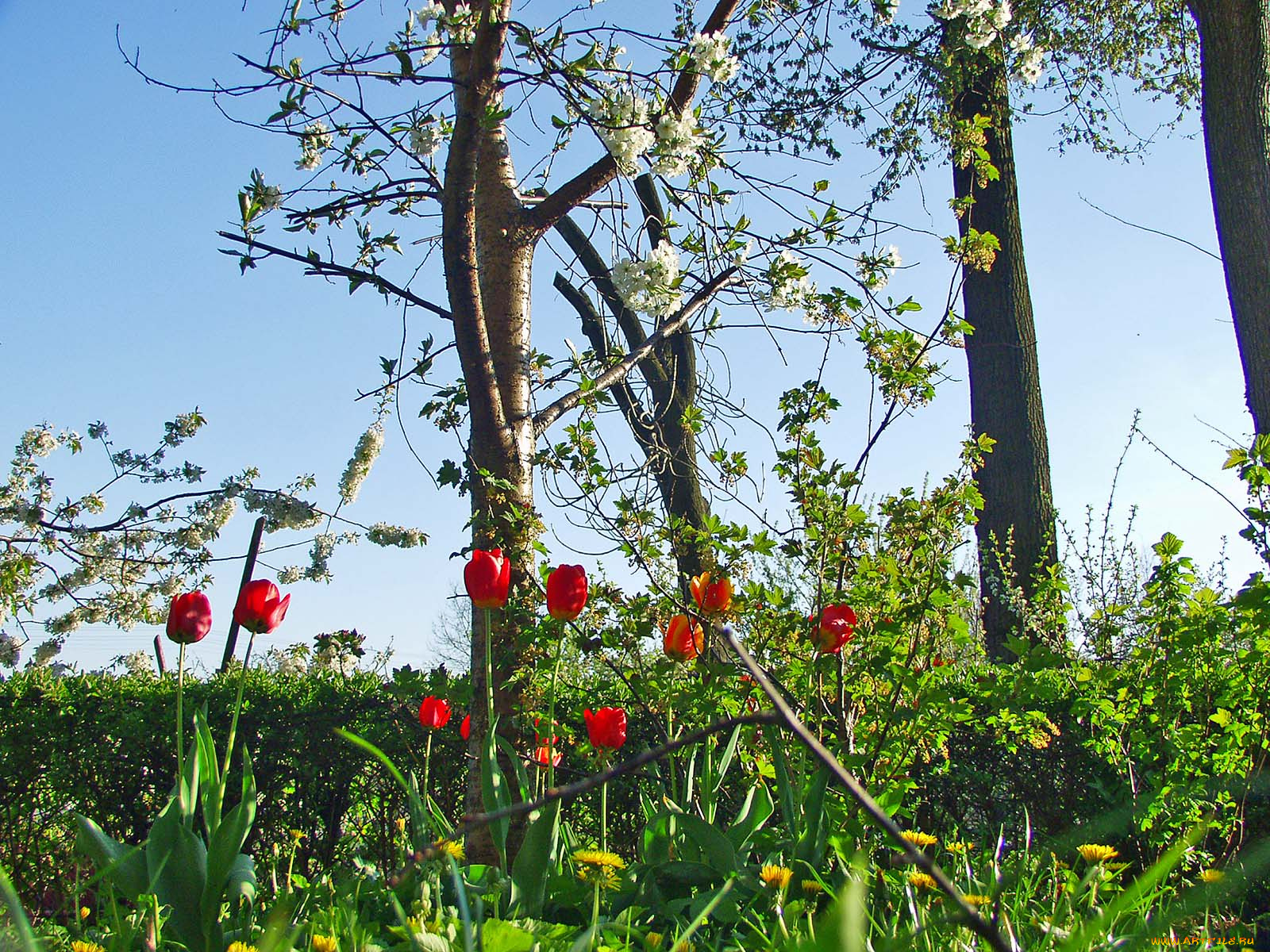 цветы, тюльпаны