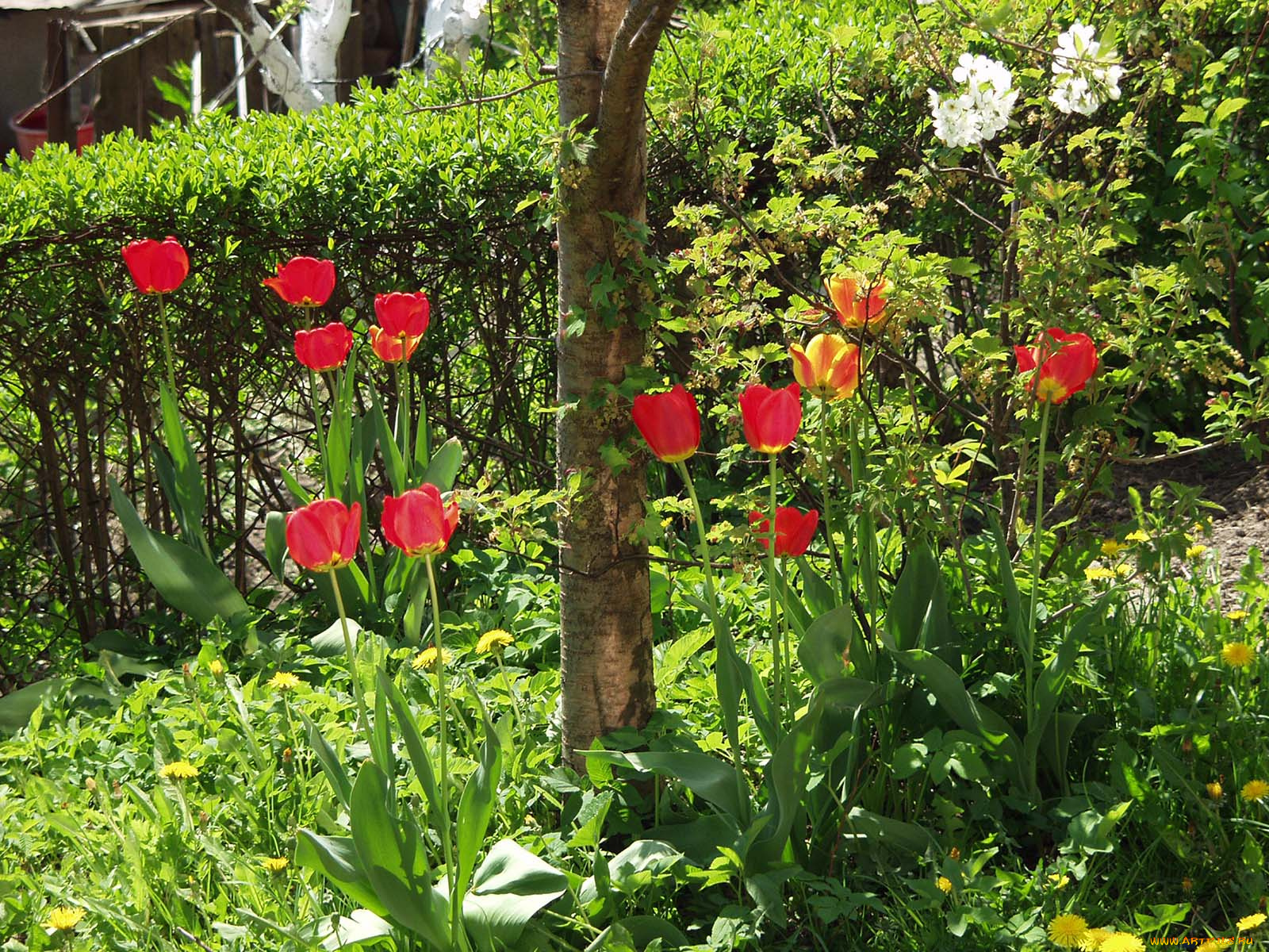 цветы, тюльпаны