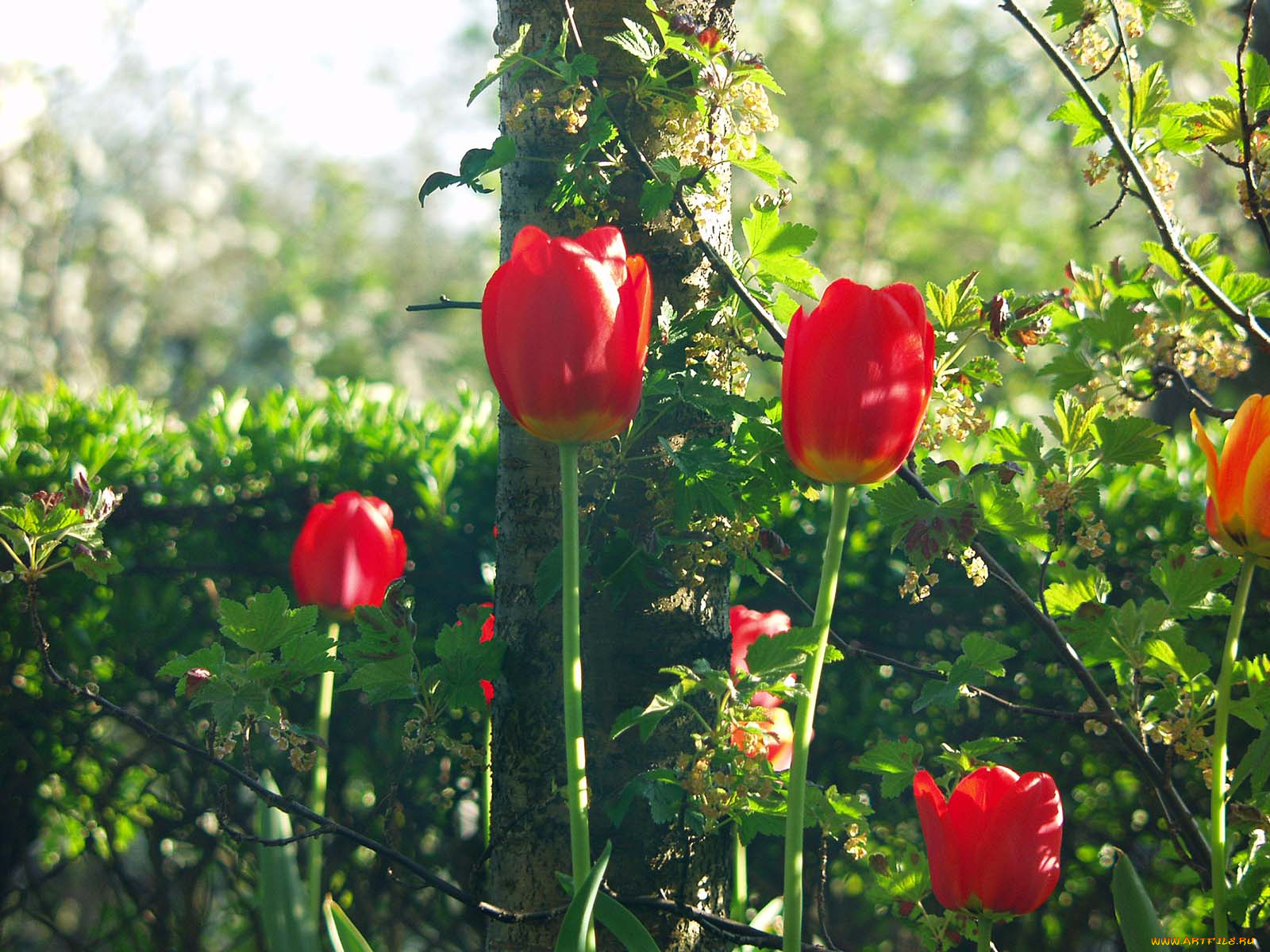 цветы, тюльпаны