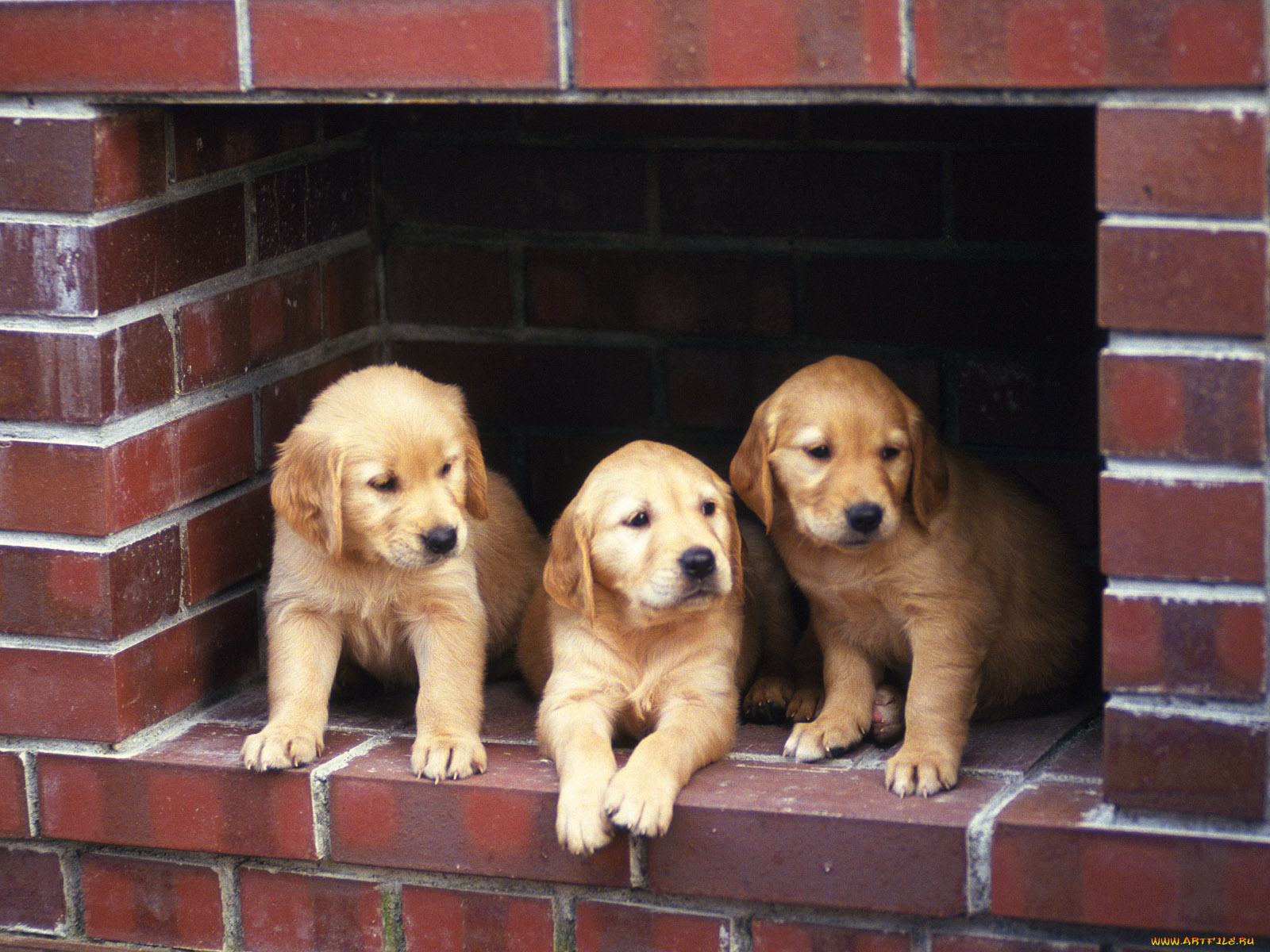 животные, собаки