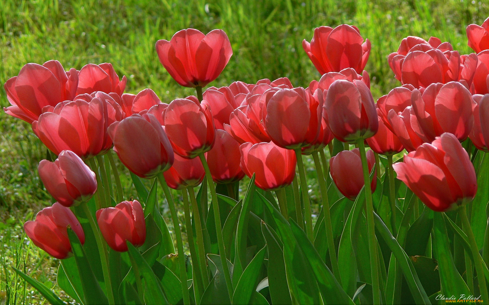 цветы, тюльпаны