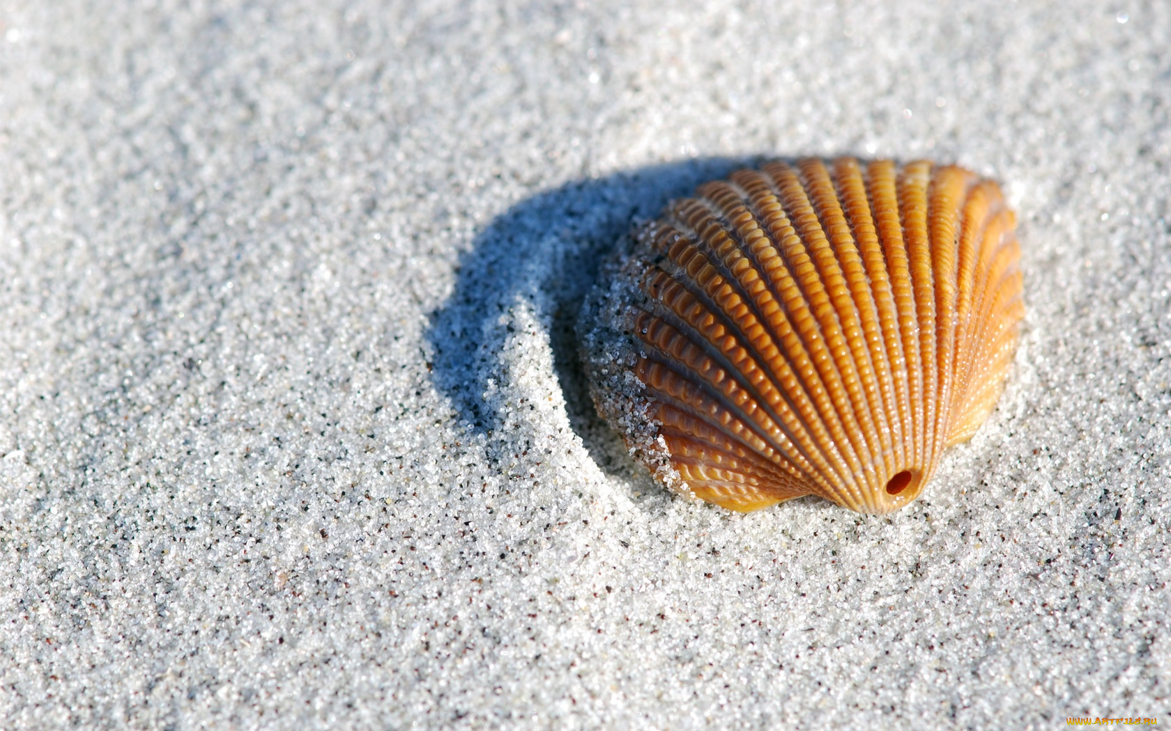 разное, ракушки, кораллы, декоративные, spa, камни