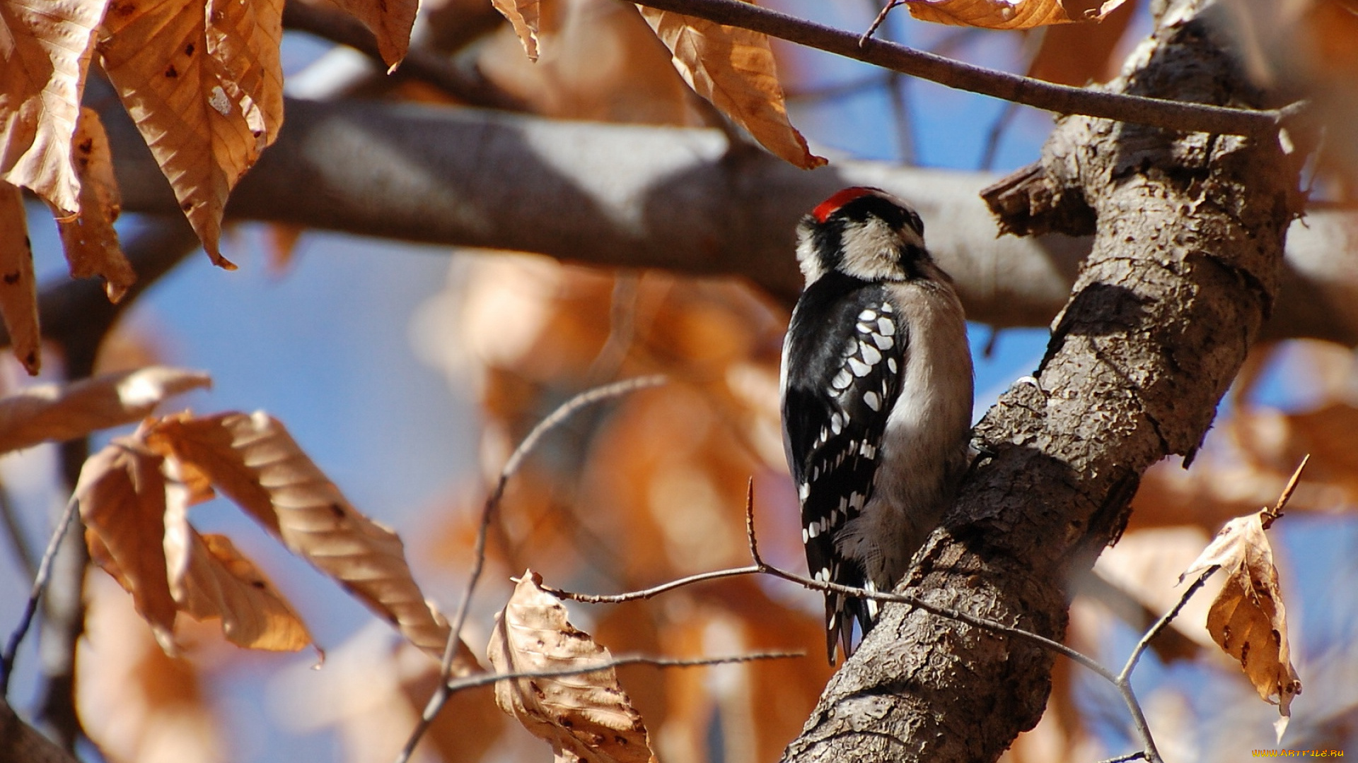 животные, дятлы