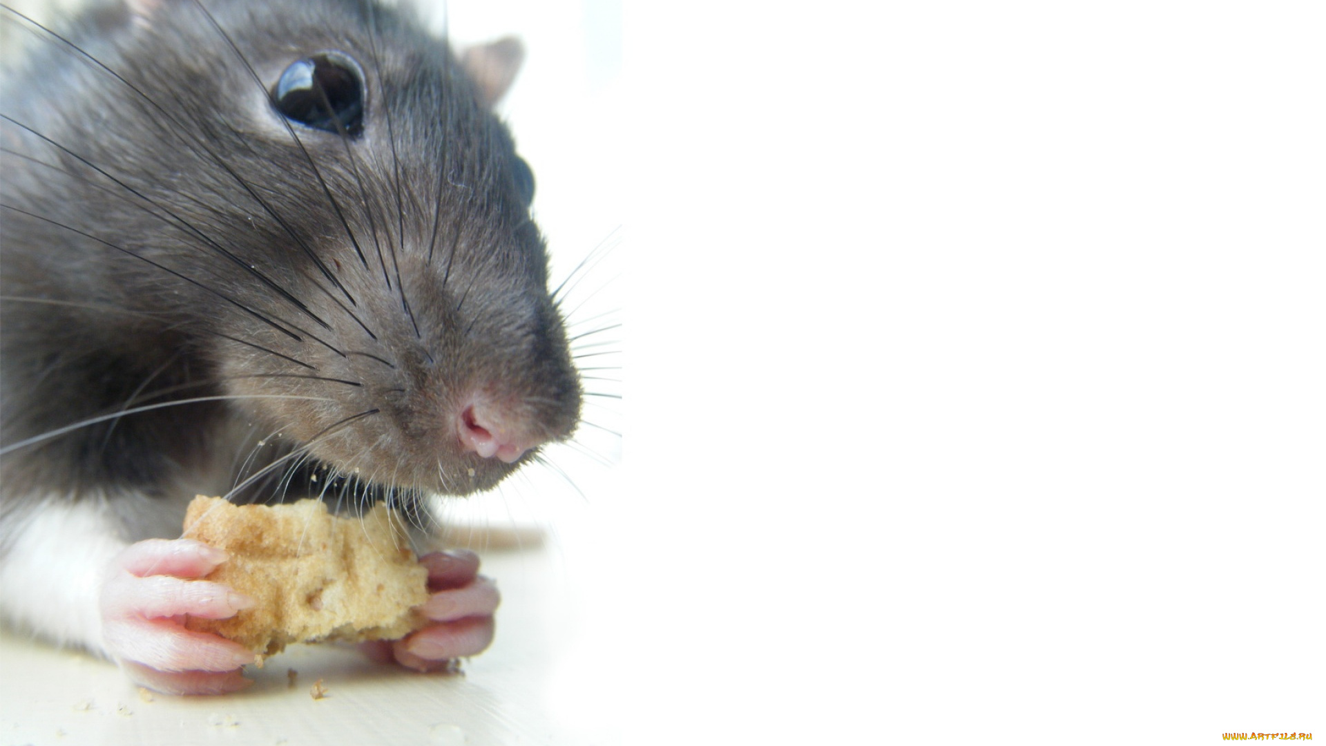 животные, крысы, мыши