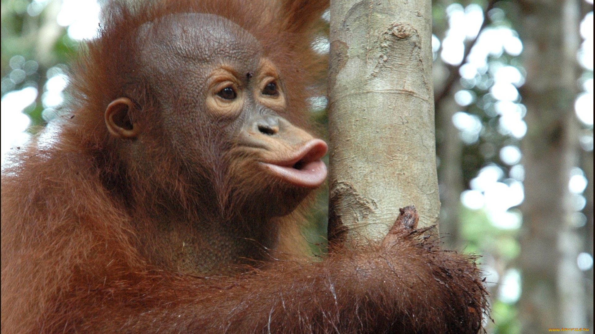 животные, обезьяны