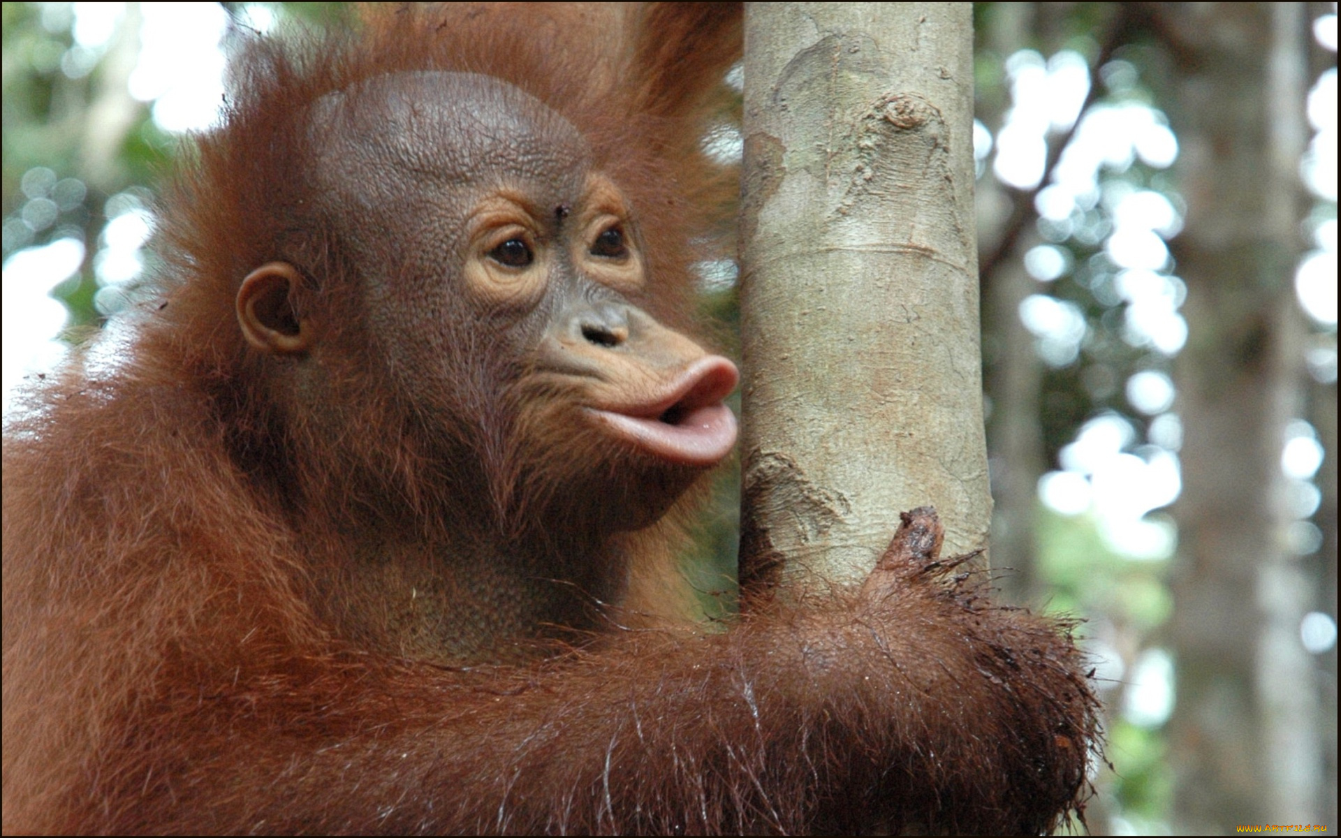 животные, обезьяны