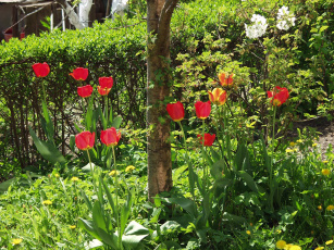 обоя цветы, тюльпаны