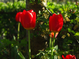 обоя цветы, тюльпаны