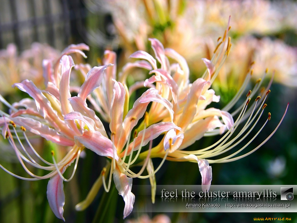 цветы, лилии, лилейники