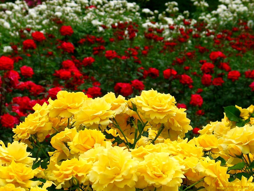 цветы, розы