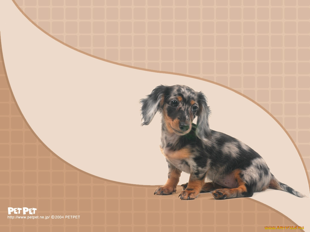 животные, собаки