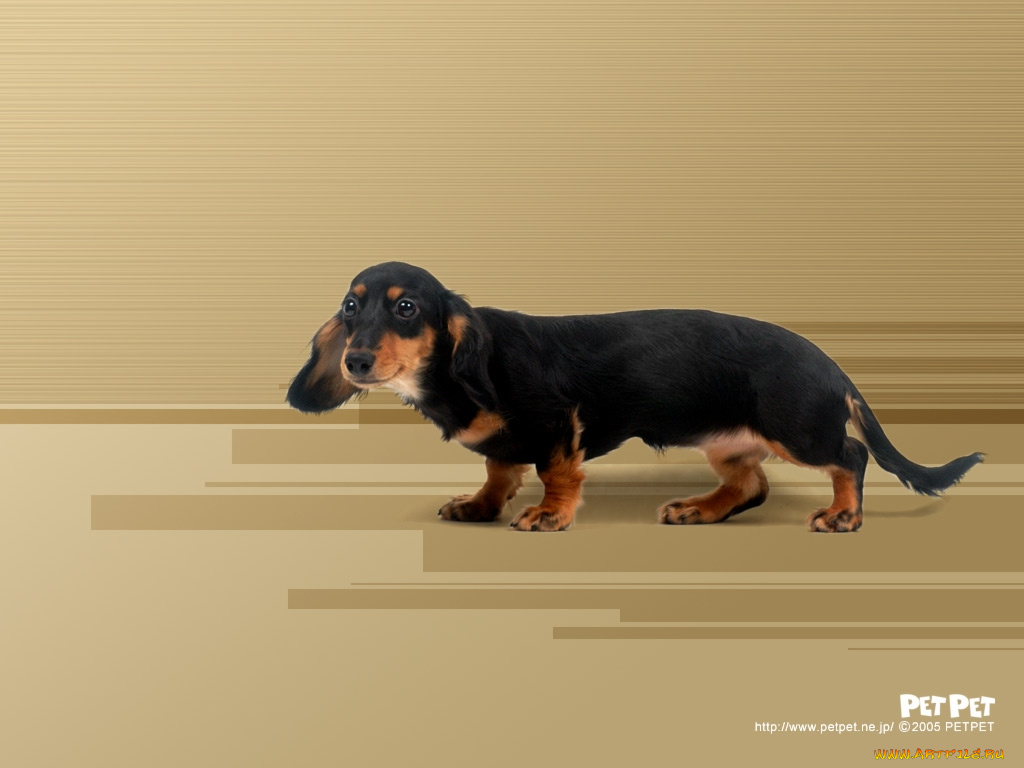 животные, собаки