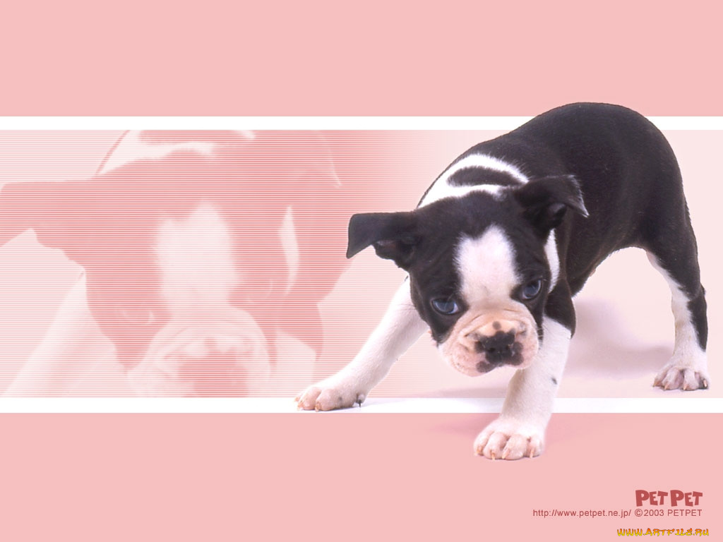 животные, собаки