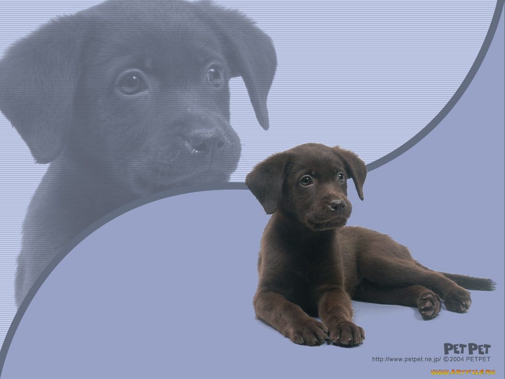 животные, собаки