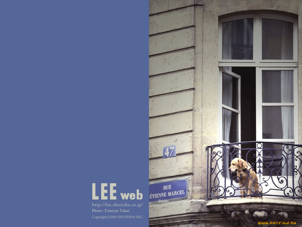 животные, собаки