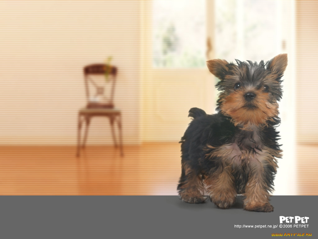 животные, собаки