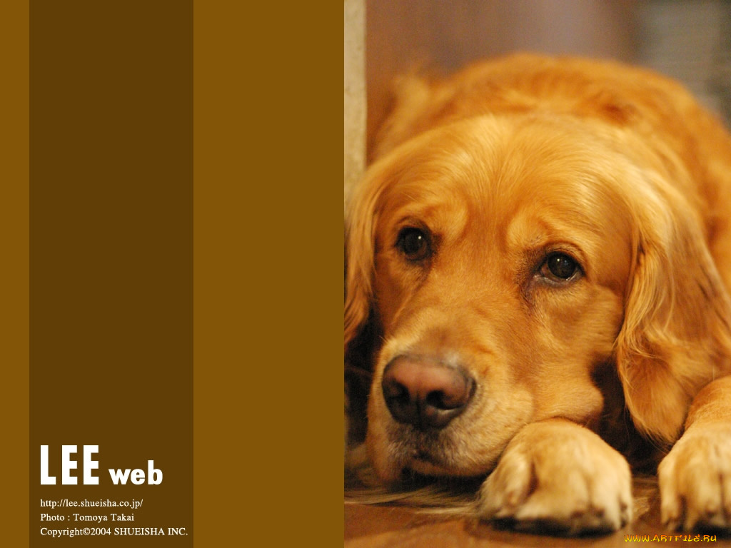 животные, собаки