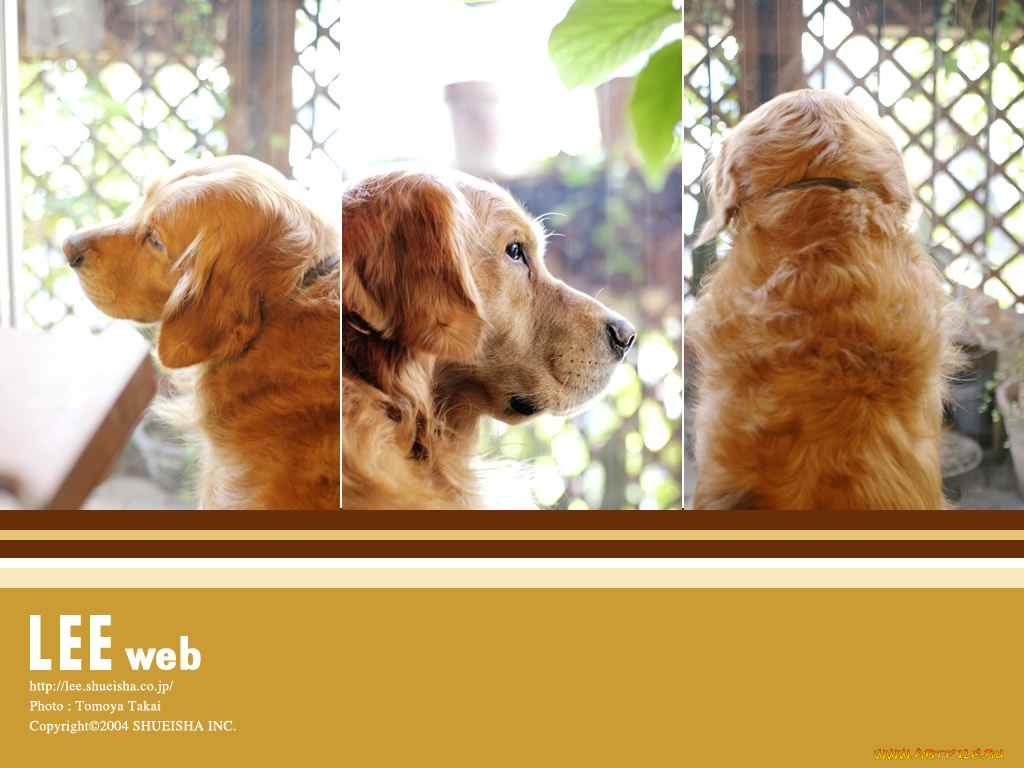 животные, собаки