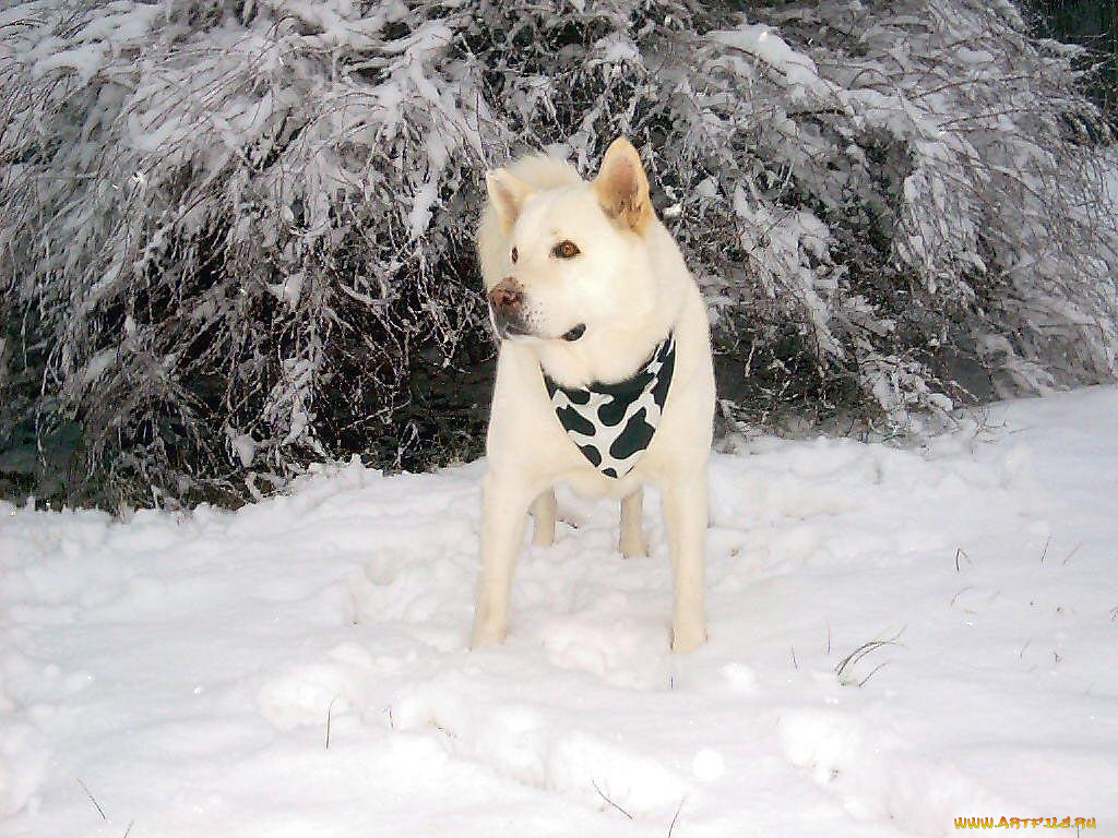 животные, собаки