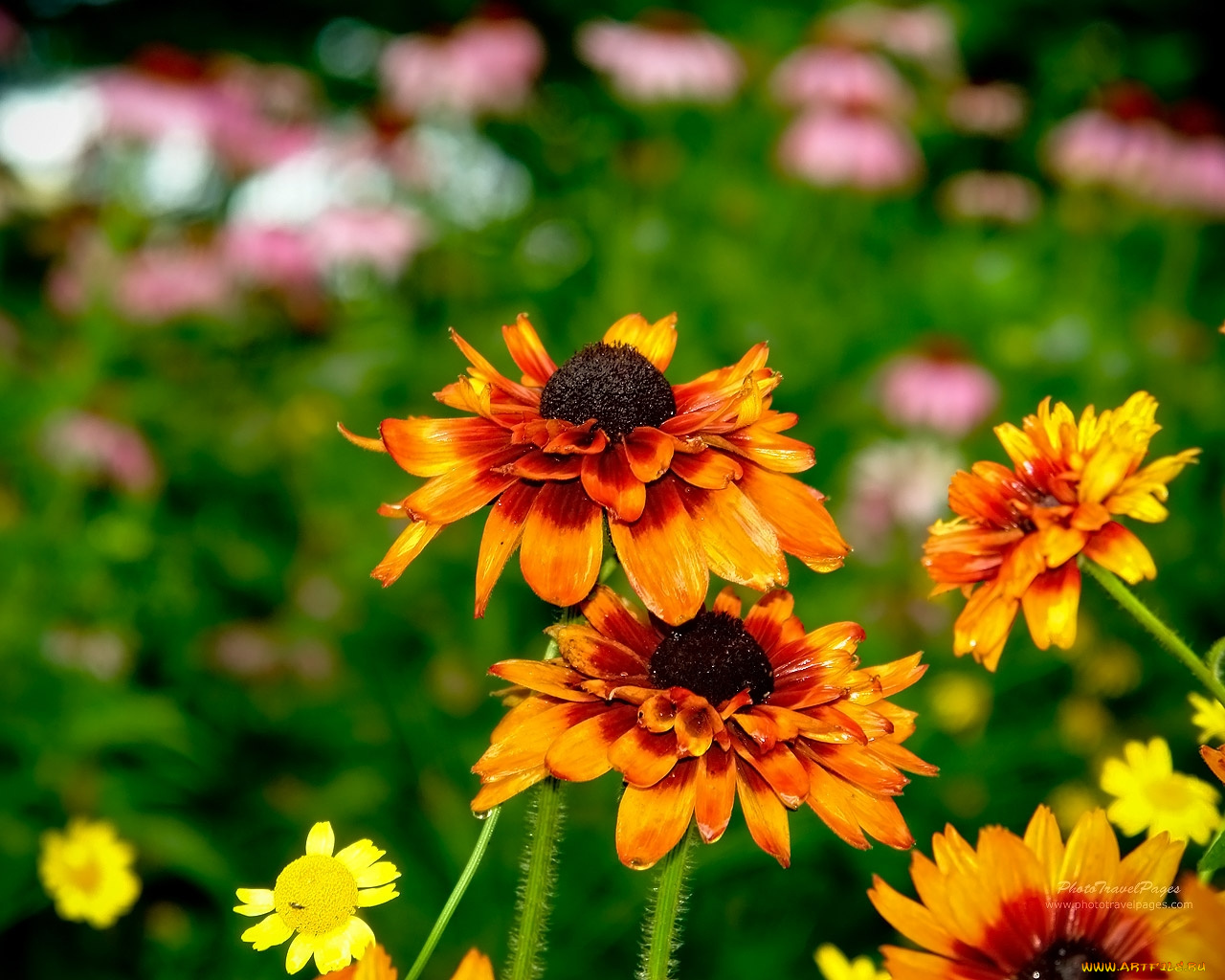 цветы, гайлардии, гелениумы