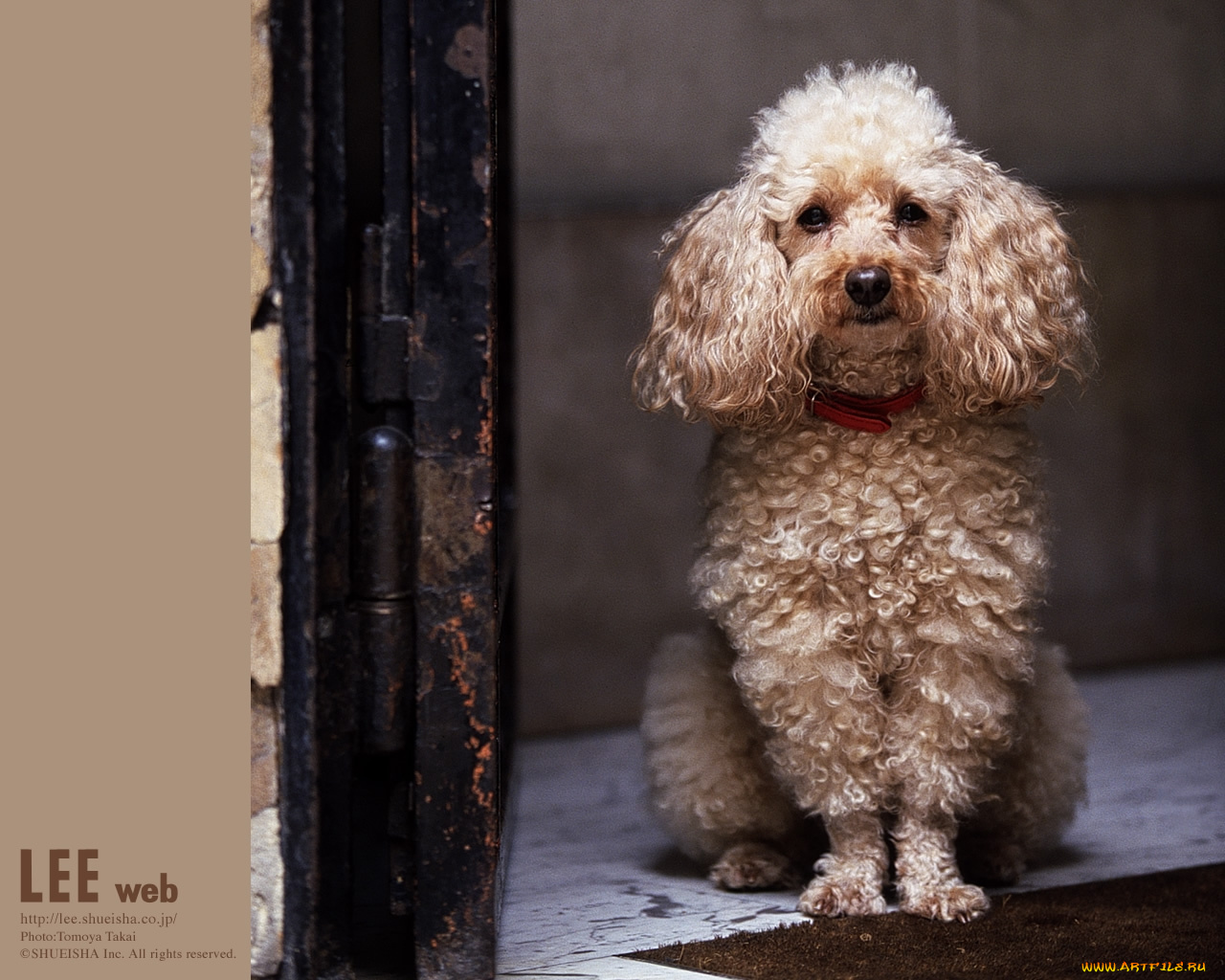 животные, собаки