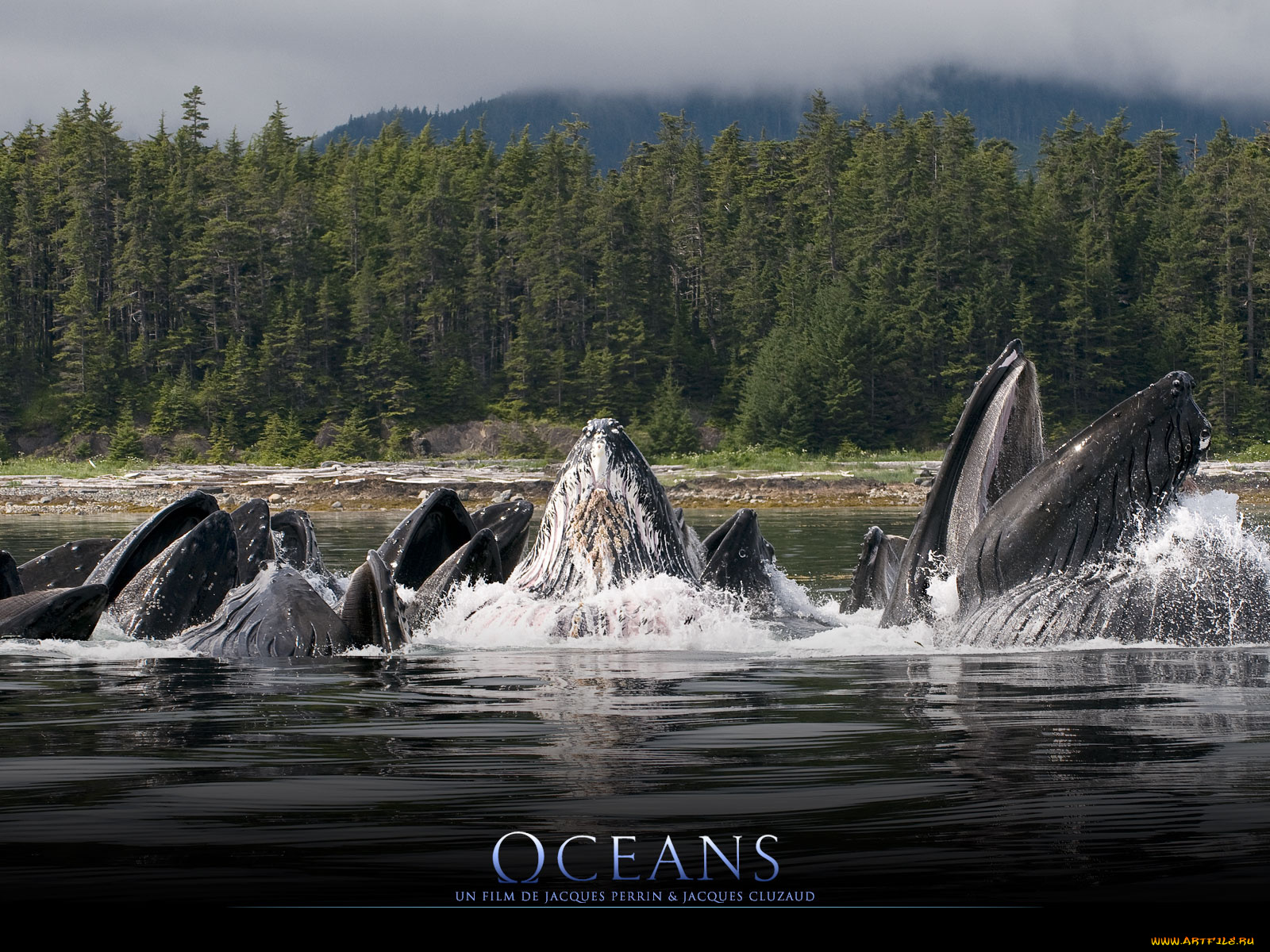 oc&, 233, ans, кино, фильмы