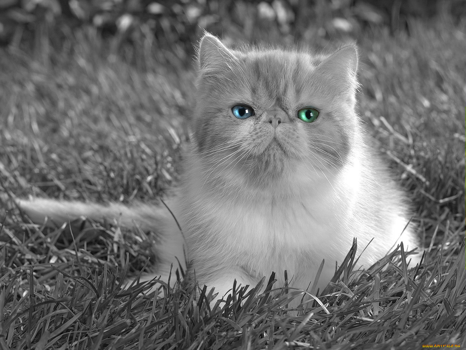 животные, коты