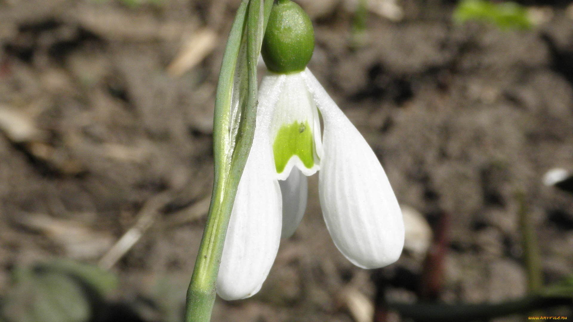цветы, подснежники, белоцветник