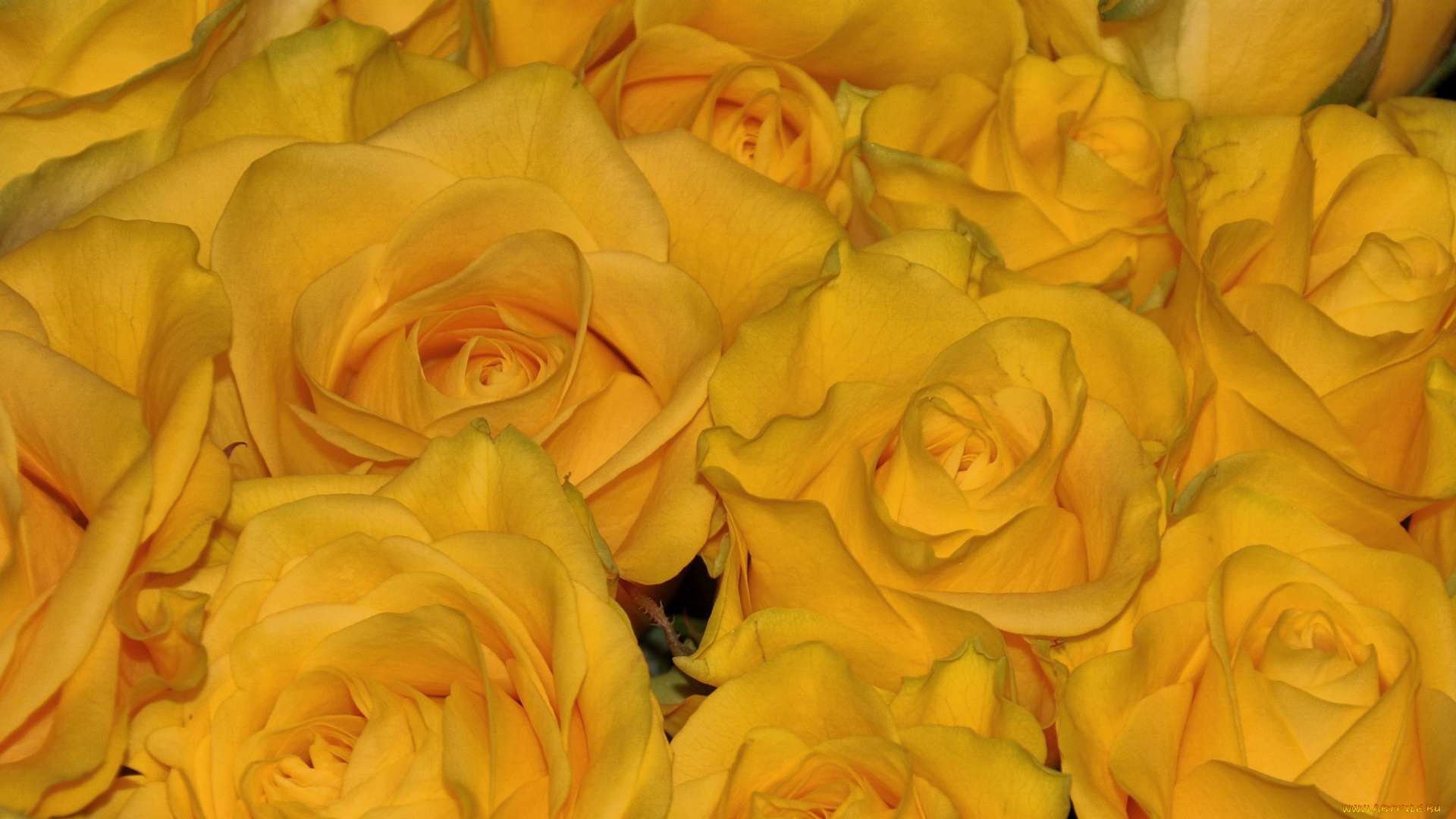 цветы, розы