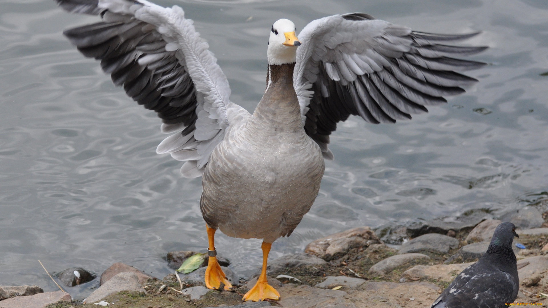 животные, гуси