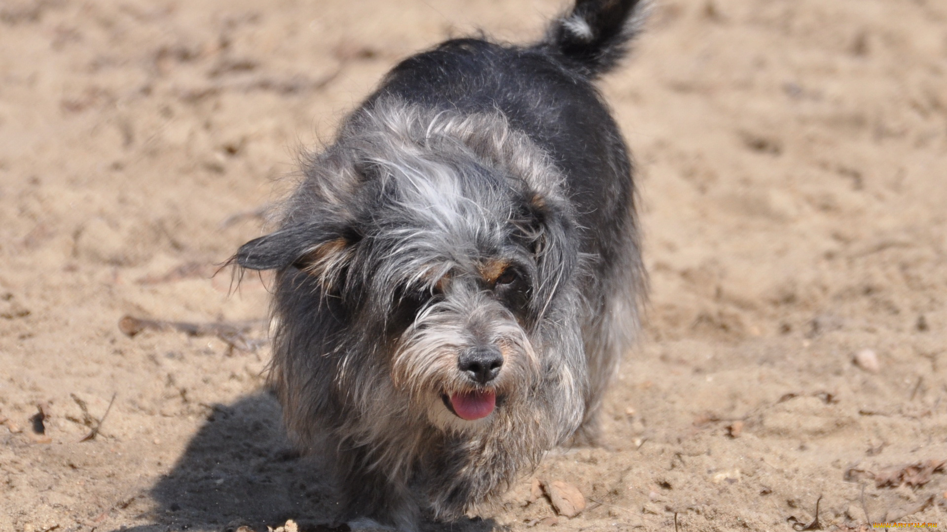 животные, собаки