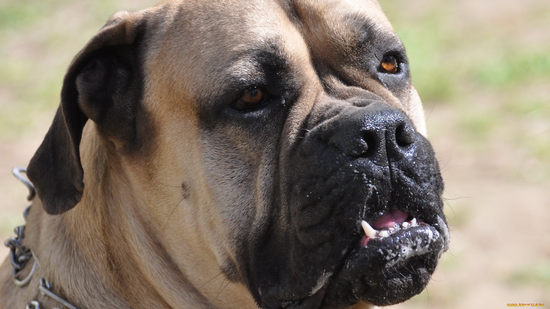 животные, собаки