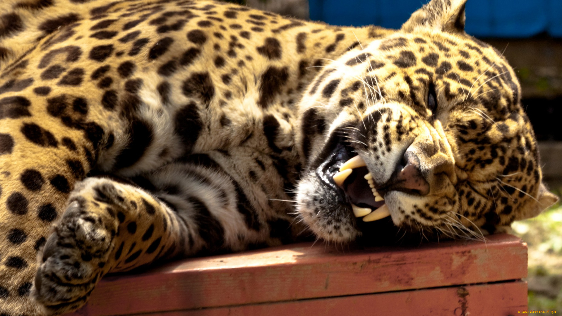 животные, Ягуары