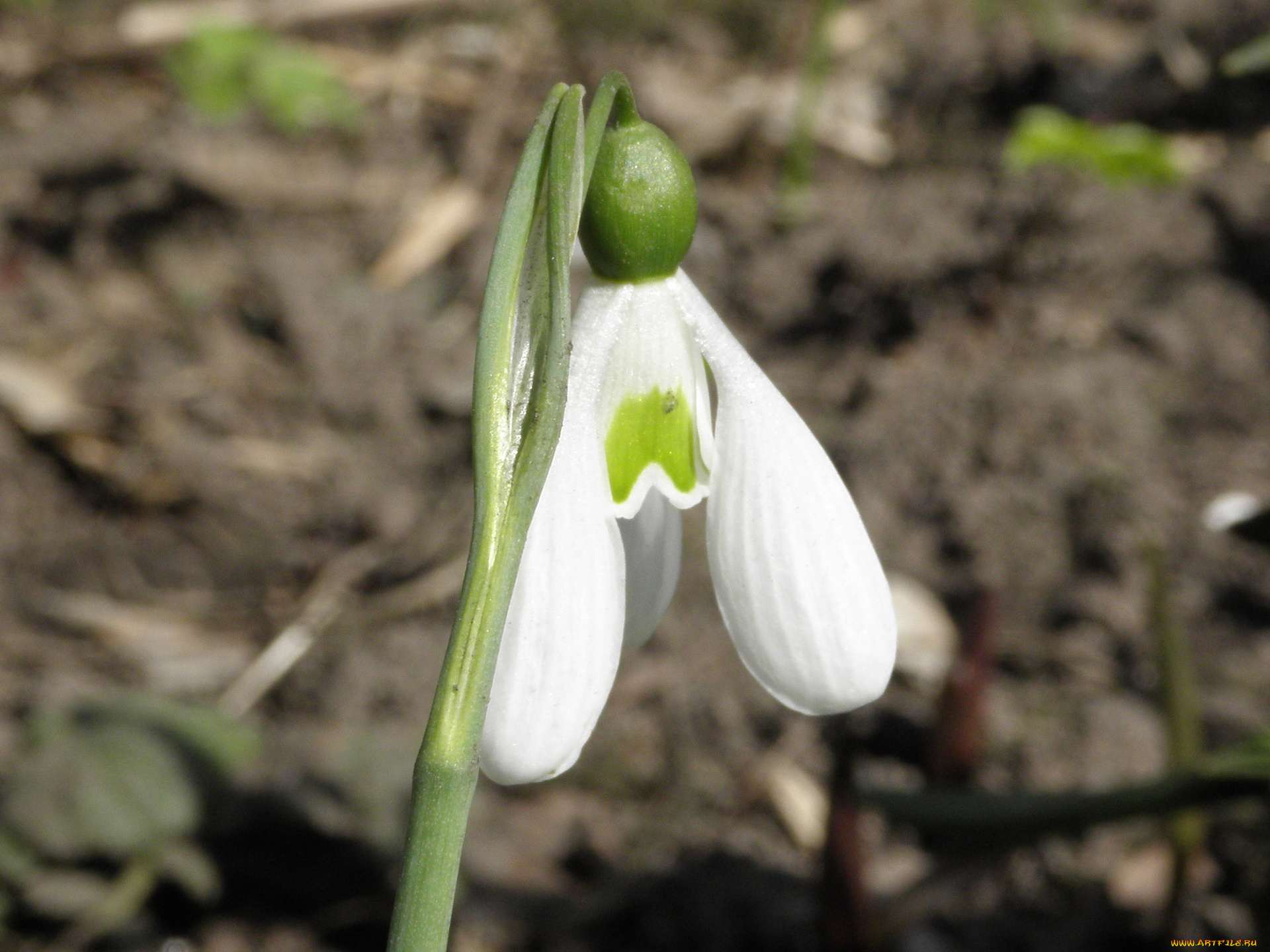 цветы, подснежники, белоцветник