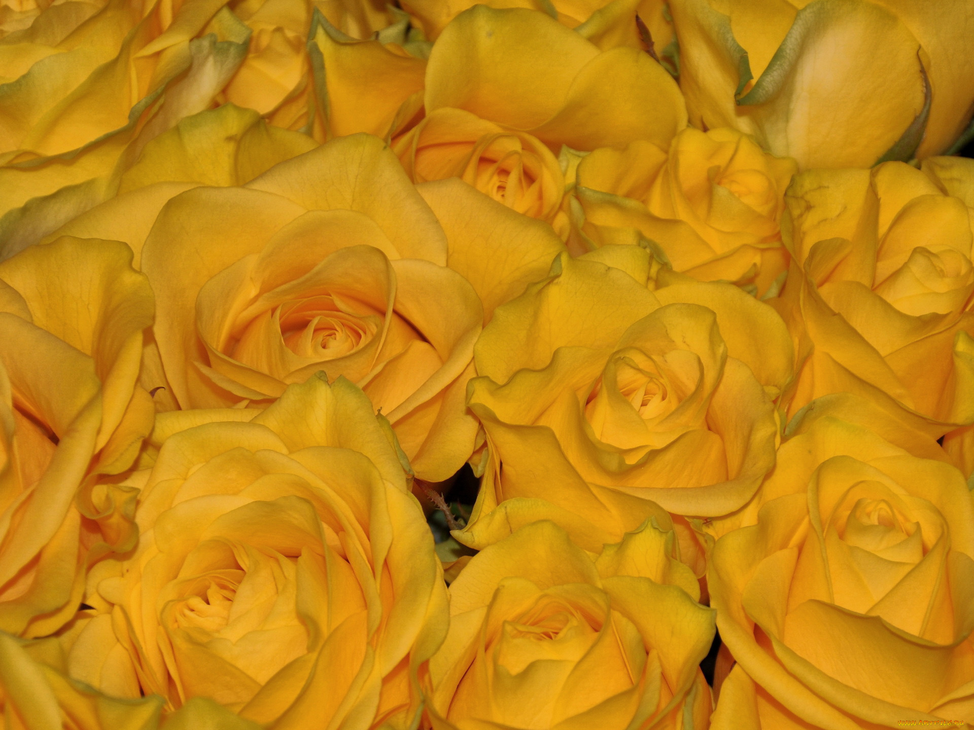 цветы, розы