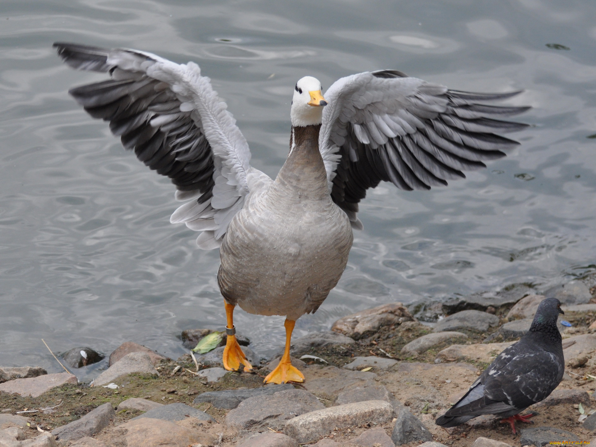 животные, гуси