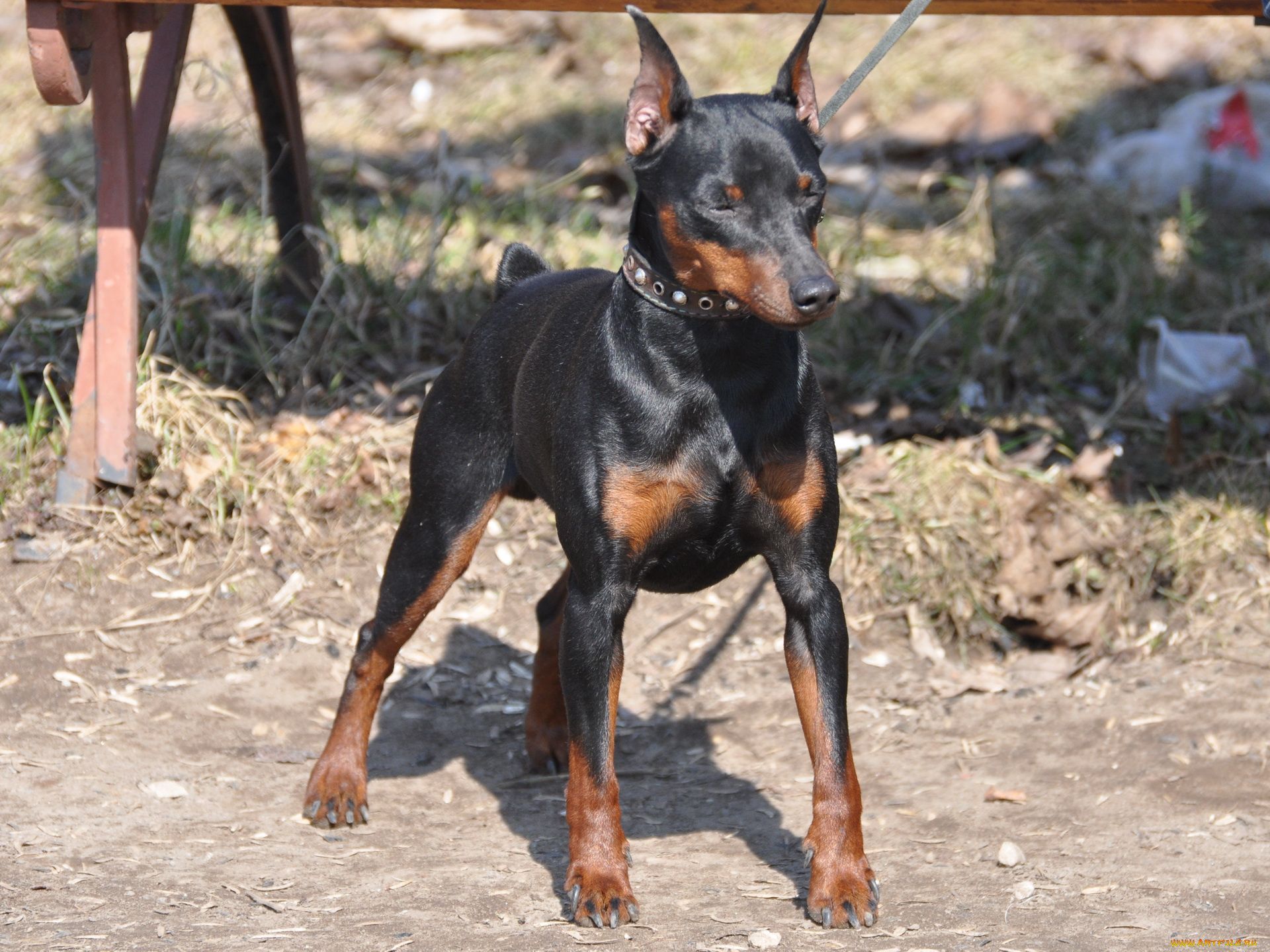 животные, собаки