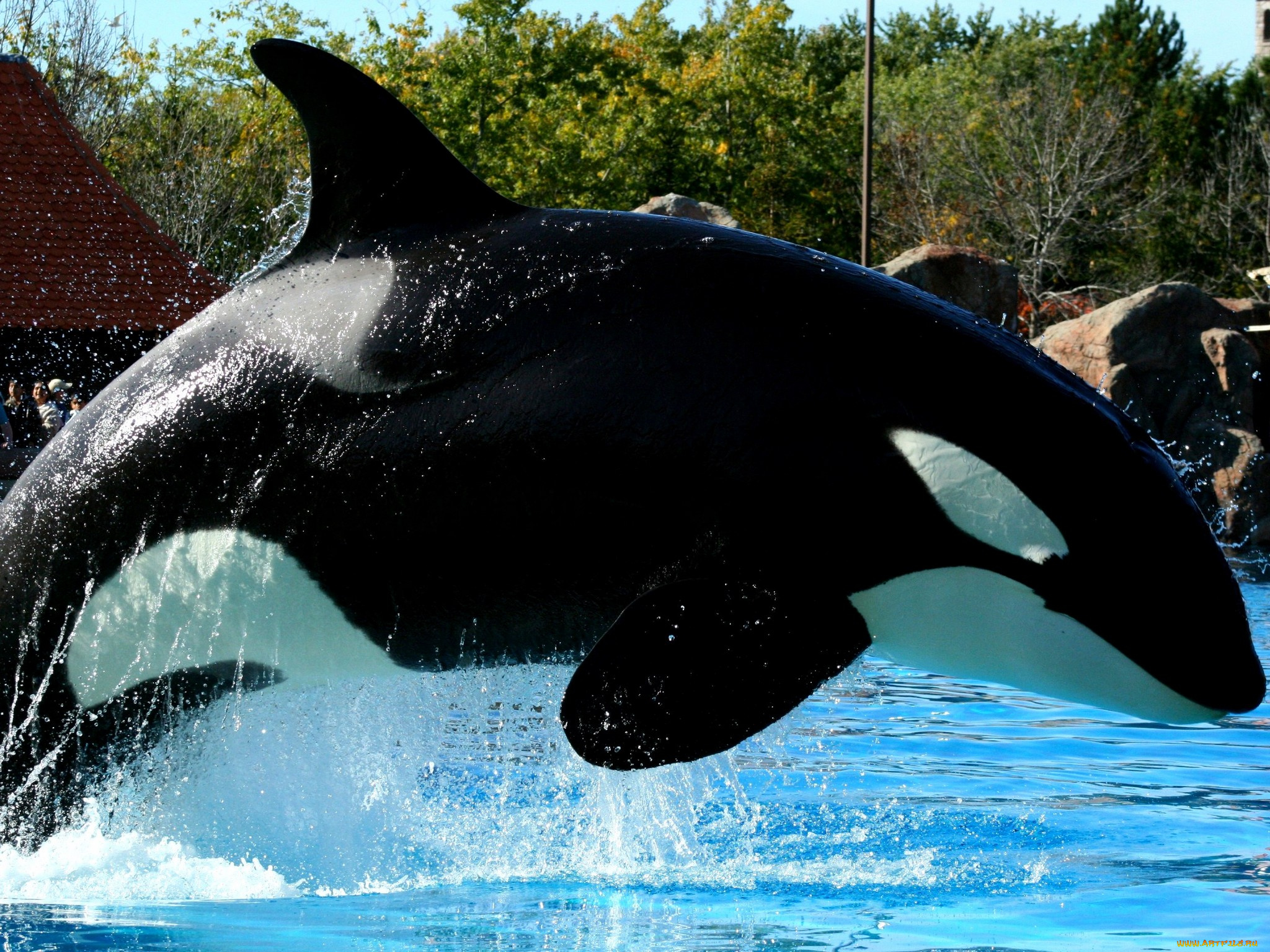 животные, косатки