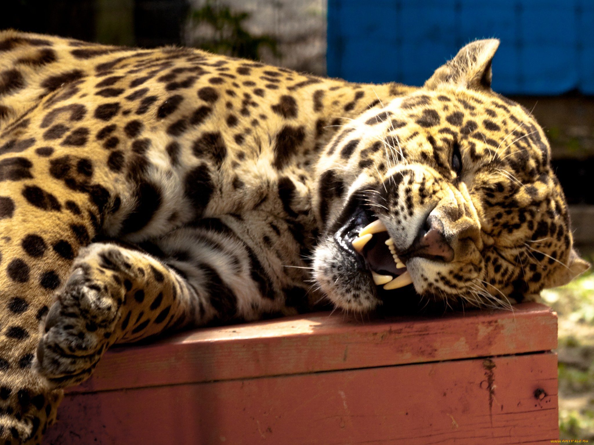 животные, Ягуары