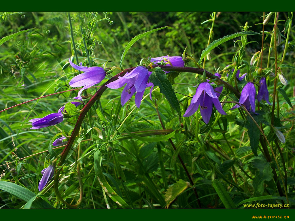 цветы, колокольчики