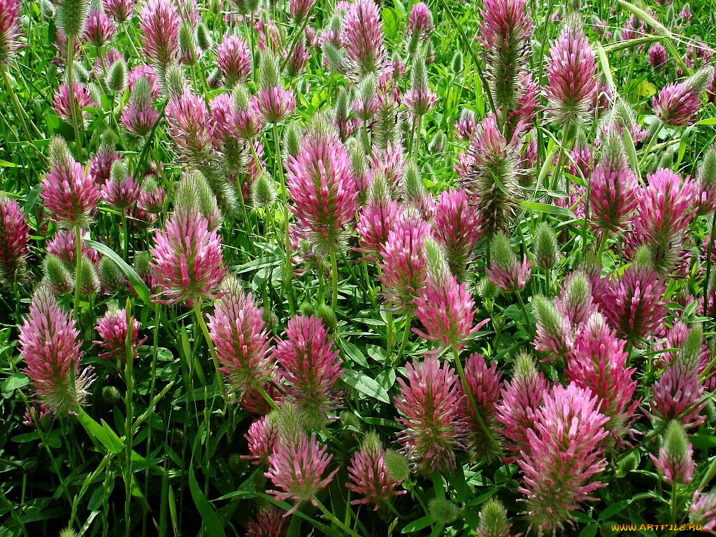 цветы, луговые, полевые