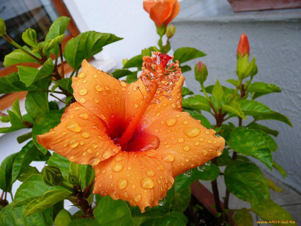 hibiscus, цветы, гибискусы